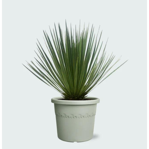Yucca rostrata m20                                