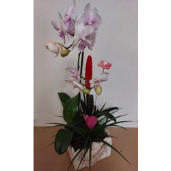 Centro madera con planta 20x20x13                 