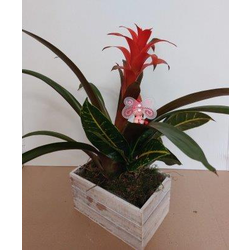 Centro madera con planta 22x14x12                 