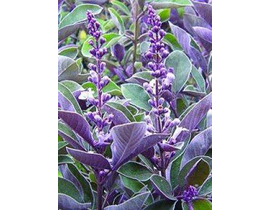Vitex trifolia purpurea 3lt                       
