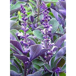 Vitex trifolia purpurea 3lt                       
