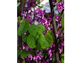 Cercis siliquastrum 08/10 maceta                  