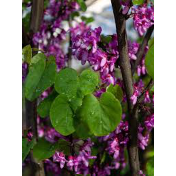 Cercis siliquastrum 08/10 maceta                  