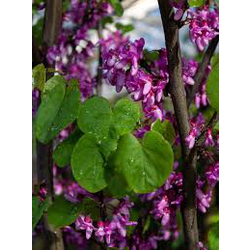 Cercis siliquastrum 08/10 maceta                  