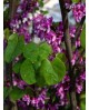 Cercis siliquastrum 08/10 maceta                  