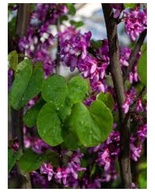 Cercis siliquastrum 08/10 maceta                  