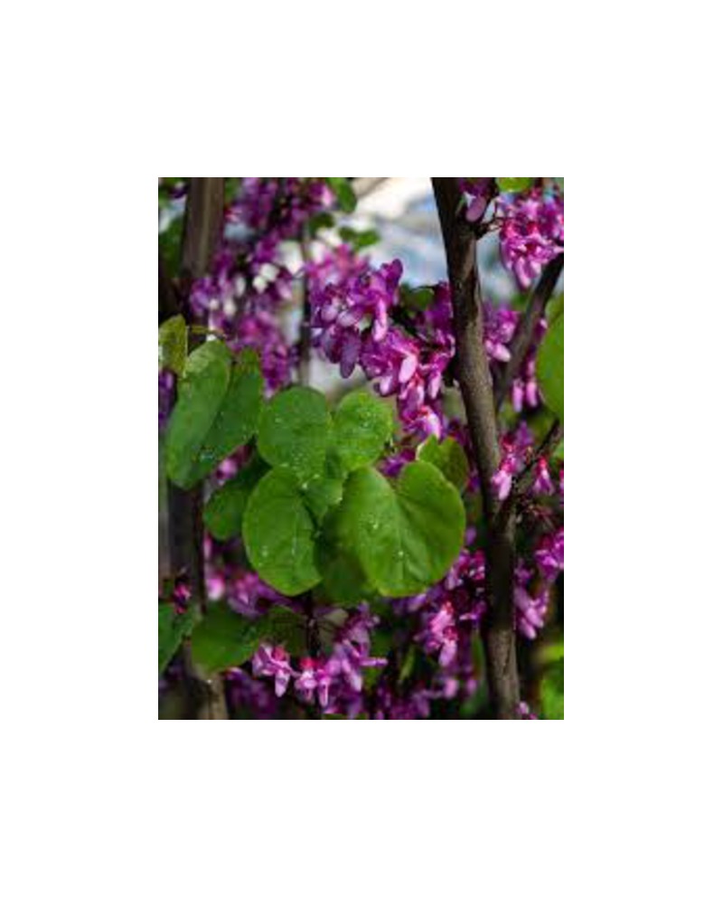 Cercis siliquastrum 08/10 maceta                  