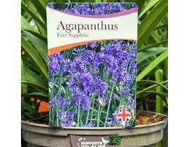 Agapanthus 14x14 ( 2lt )                          