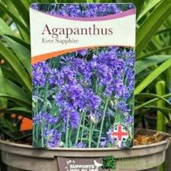 Agapanthus 14x14 ( 2lt )                          