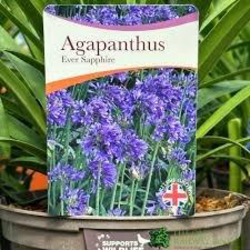 Agapanthus 14x14 ( 2lt )                          