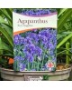 Agapanthus 14x14 ( 2lt )                          