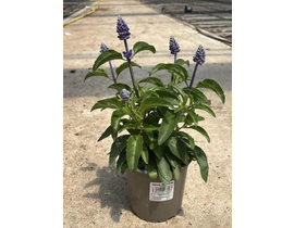 Salvia farinacea m13                              