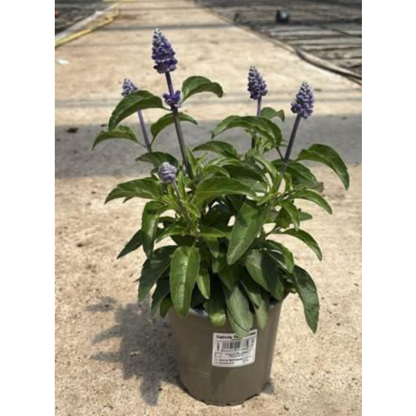 Salvia farinacea m13                              