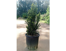 Taxus media hilli 18lt 70/80cm                    