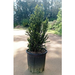 Taxus media hilli 18lt 70/80cm                    