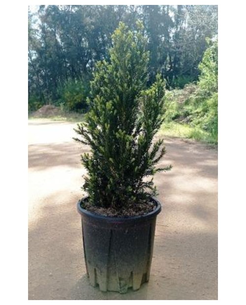 Taxus media hilli 18lt 70/80cm                    