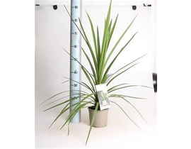 Cordyline australis peko m20                      