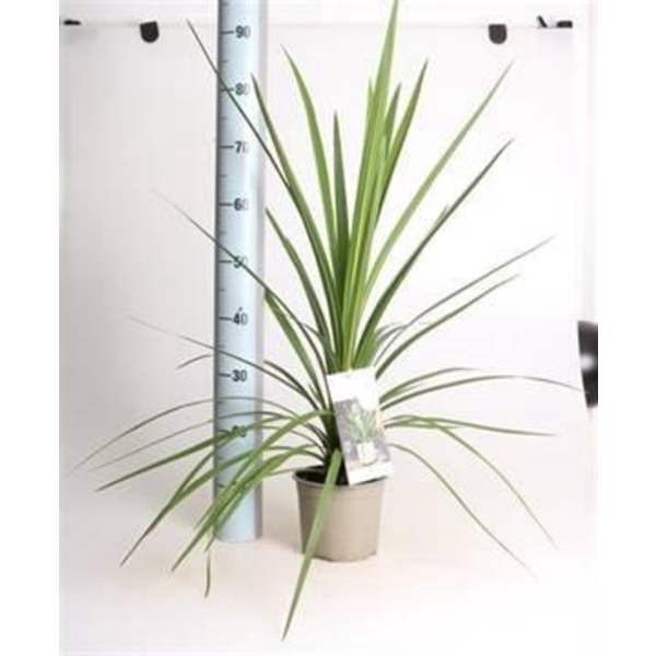 Cordyline australis peko m20                      
