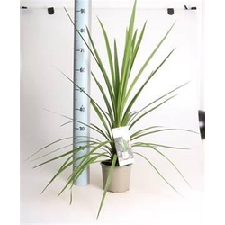 Cordyline australis peko m20                      