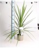 Cordyline australis peko m20                      