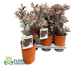 Leucadendron burgundy sunset m14                  