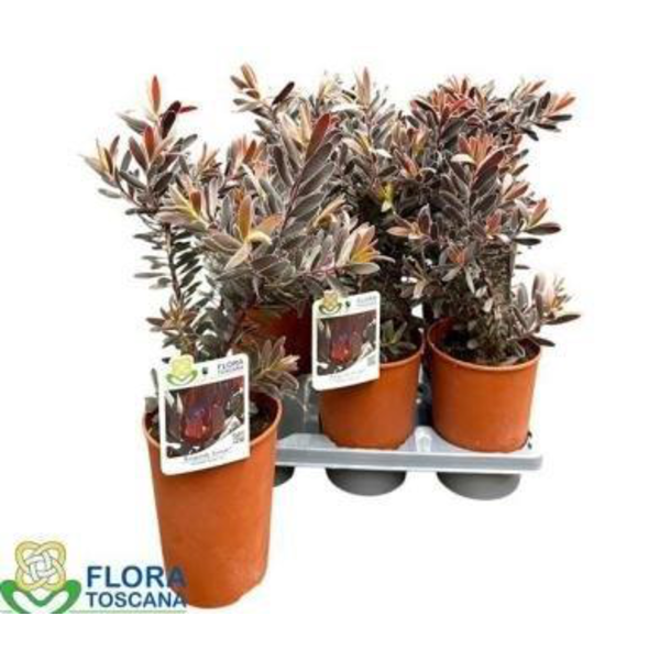 Leucadendron burgundy sunset m14                  