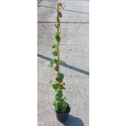 Ampelopsis tricuspidata veitchii m14 50/60cm      