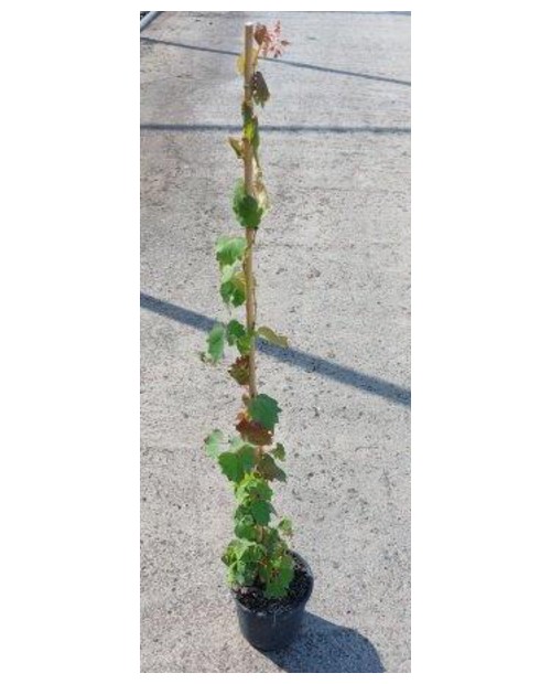 Ampelopsis tricuspidata veitchii m14 50/60cm      