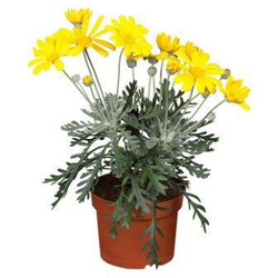 Euryop pectinatus m17                             