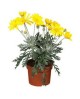 Euryop pectinatus m17                             