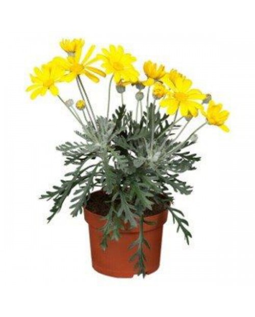 Euryop pectinatus m17                             