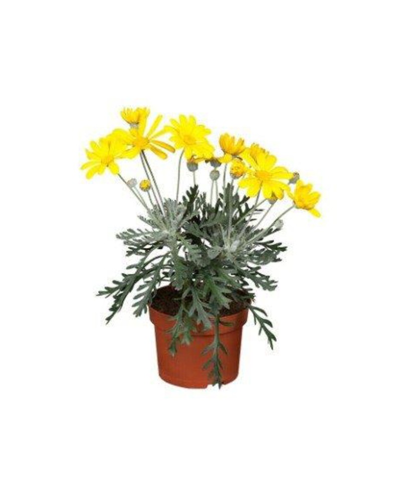 Euryop pectinatus m17                             