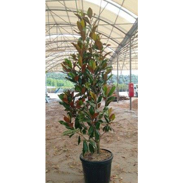 Magnolia grandiflora 175/200 ES/09/250008         