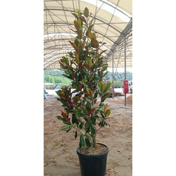 Magnolia grandiflora 175/200 ES/09/250008         