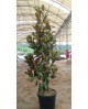 Magnolia grandiflora 175/200 ES/09/250008         