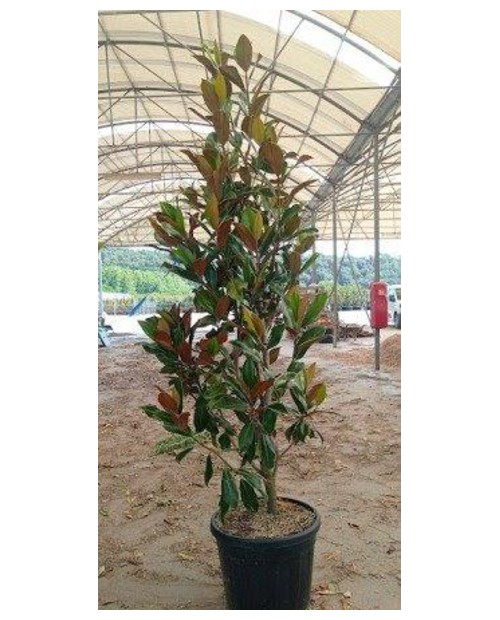 Magnolia grandiflora 175/200 ES/09/250008         