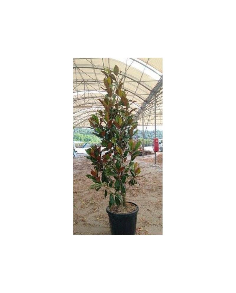 Magnolia grandiflora 175/200 ES/09/250008         