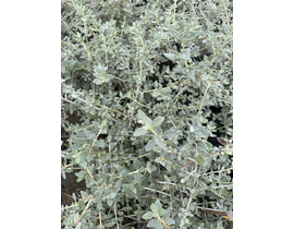 Teucrium fruticans 5lt                            