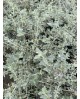 Teucrium fruticans 5lt                            