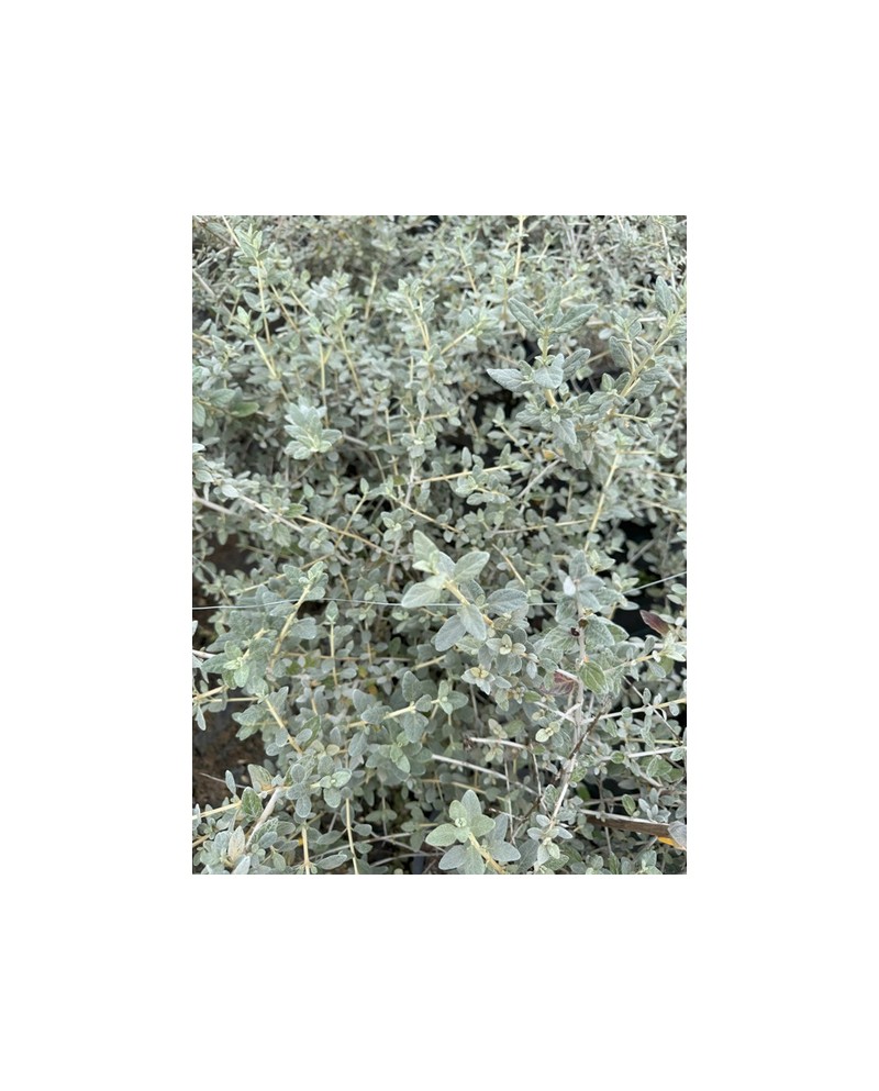 Teucrium fruticans 5lt                            