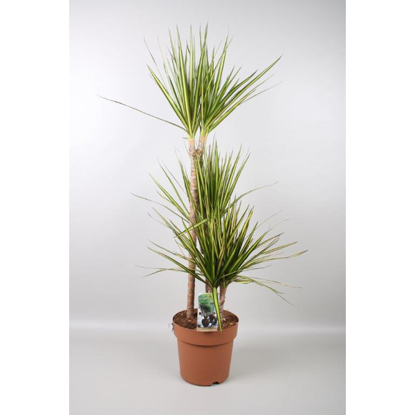 Dracaena marginata sunray 15/45                   