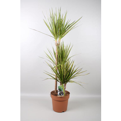 Dracaena marginata sunray 15/45                   
