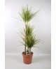 Dracaena marginata sunray 15/45                   