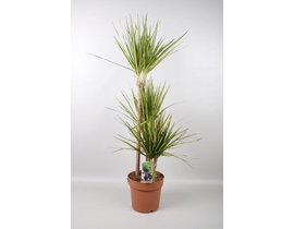 Dracaena marginata sunray 15/45                   