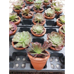 Aeonium arboreum ceramica m11                     