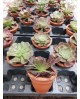 Aeonium arboreum ceramica m11                     