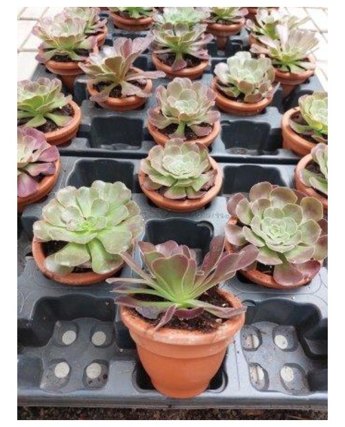 Aeonium arboreum ceramica m11                     