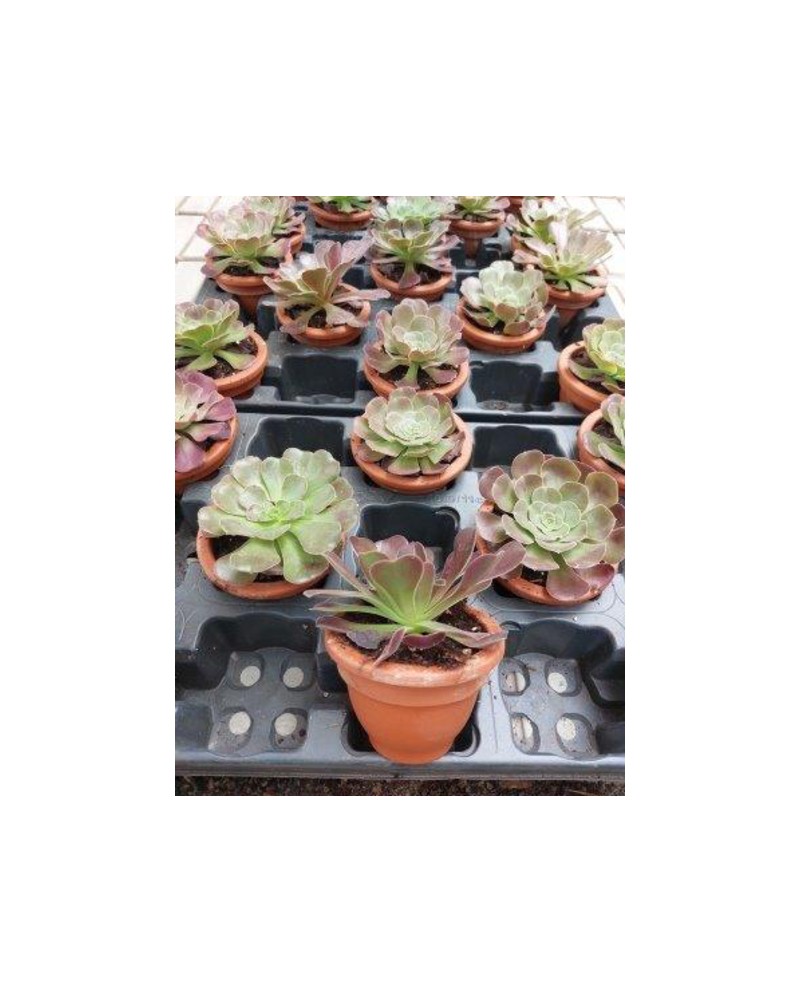 Aeonium arboreum ceramica m11                     