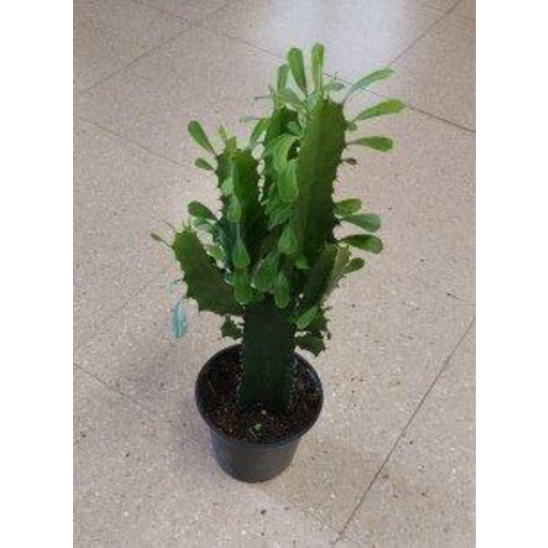 Euphorbia trigona m13 30/40cm                     