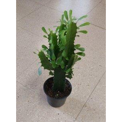 Euphorbia trigona m13 30/40cm                     